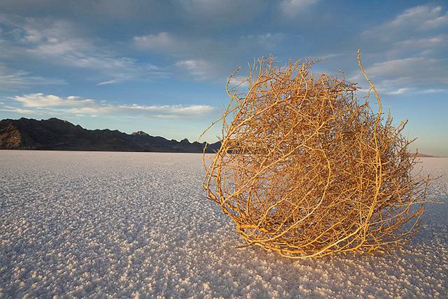 风滚草在中国叫什么，风滚草图片在中国叫什么（风滚草镇）