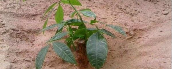 发财树喜欢阳光吗，发财树放客厅大忌（养发财树注意事项）