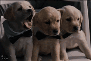 呆萌狗狗，呆萌狗狗道具（呆萌+有趣+憨厚图片）