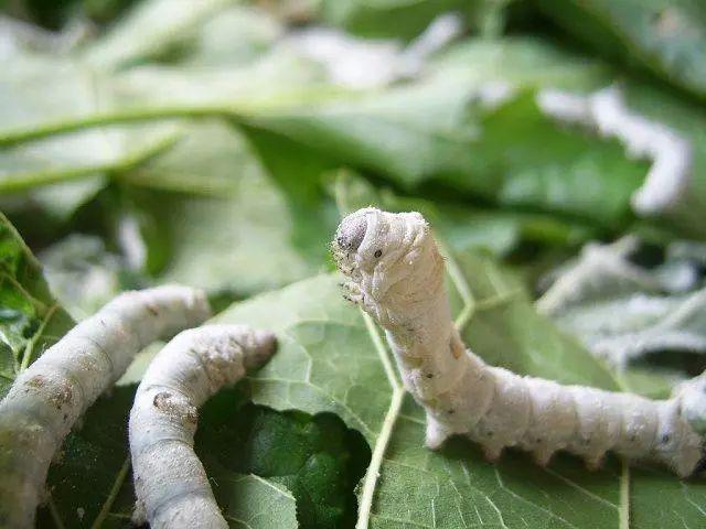 2,桑叶能喂蚕,桑果能当水果,还有高价值"桑黄",桑树一身都是宝