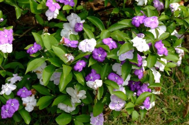 茉莉花是什么颜色，茉莉花花蕊是什么颜色（能开两种颜色的花）