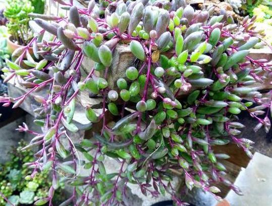 紫玄月的养殖方法和注意事项，紫玄月的养殖方法和注意事项夏季（枝叶长得快、开花更美）