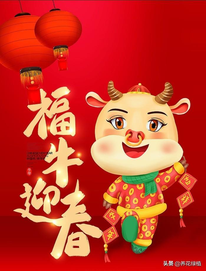丑肖指什么生肖,2021牛年到!俗话"寡妇遇金牛-生肖-荣耀易学