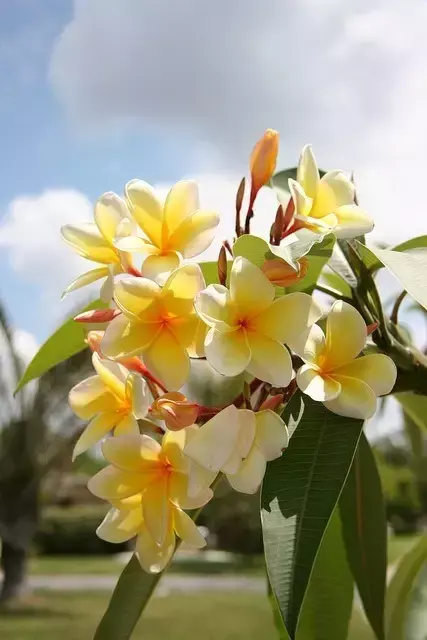 各种花开放的时间（100种常见花的花开时间附图）