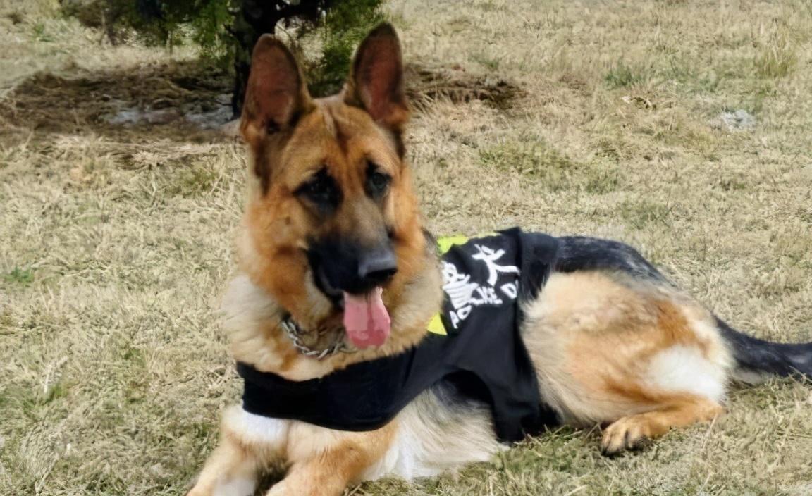 警犬多少钱一只(中国最厉害的警犬)