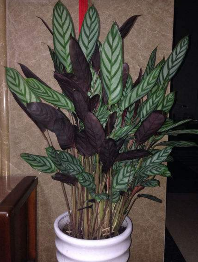 孔雀竹芋叶子卷边干枯，孔雀竹芋叶子卷边怎么办（冬季竹芋类植物干尖卷叶严重）