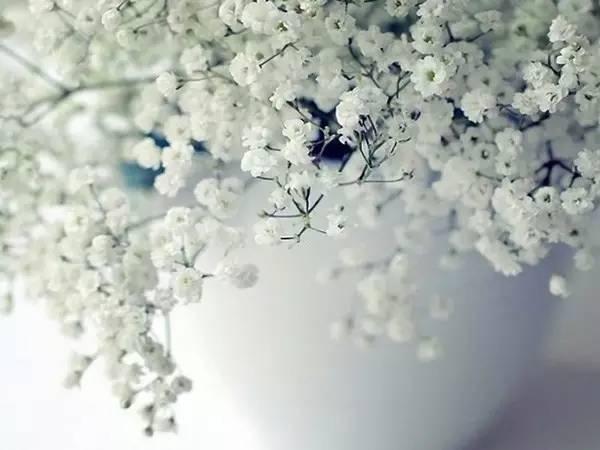 各种花的花语，各种花的花语爱情（史上最全花语大全）