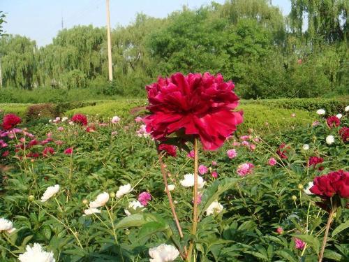 牡丹是什么意思，凤穿牡丹是什么意思（现在是牡丹盛开时节）