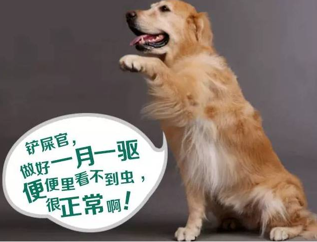 金毛犬价格多少，金毛犬价格幼犬价格（一个月要花多少钱）