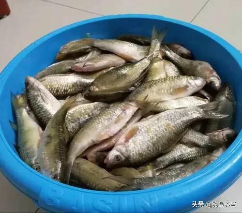 石鲮鱼详解：外形特征、栖息环境及常见分布区域全面介绍