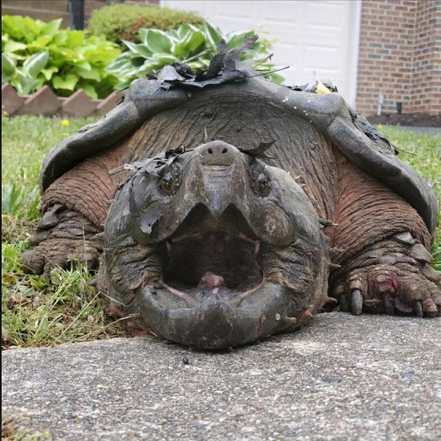 乌龟寿命最长多少年，乌龟的寿命最长有多长（“千年王八万年龟”是真的吗）
