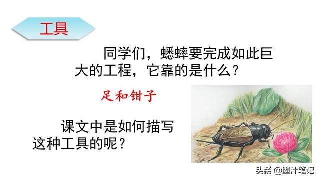 蟋蟀的住宅指的是什么，蟋蟀的住宅 是指什么（第三单元《蟋蟀的住宅》课文讲析）