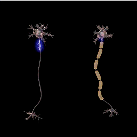 鸭嘴兽简介，鸭嘴兽简介表格式（来自远古的“三不像”）