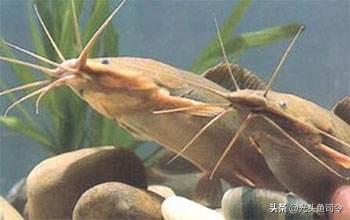 本地塘鲺鱼养殖，塘鲺鱼苗如何养殖（埃及塘虱鱼经历了什么）