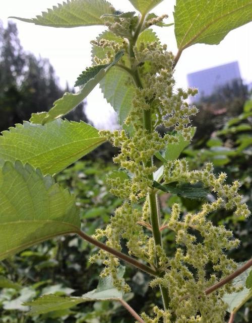 什么是萱麻,苧麻和棉麻有什么区别(苎麻是一种怎样的植物)
