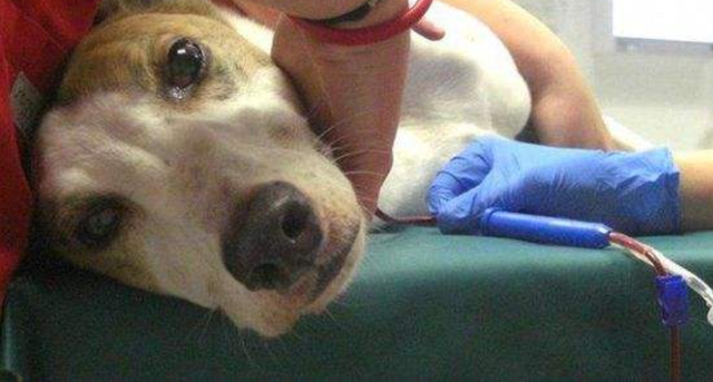 狗狗可以吃蛋黄吗，狗狗可以吃蛋黄吗能够吃多少呢（狗狗摄入蛋黄过量易诱发肾衰）