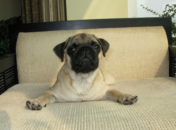 八哥犬有几种，八哥有几种（这6种巴哥犬不要买）