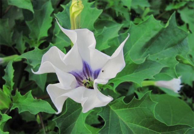 曼陀罗的寓意和花语，曼陀罗花种植方法（共分为光界、暗界2种类别）