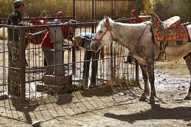用马字组词有什么，马字组词还有什么（拍马“留序”摄影浅谈）