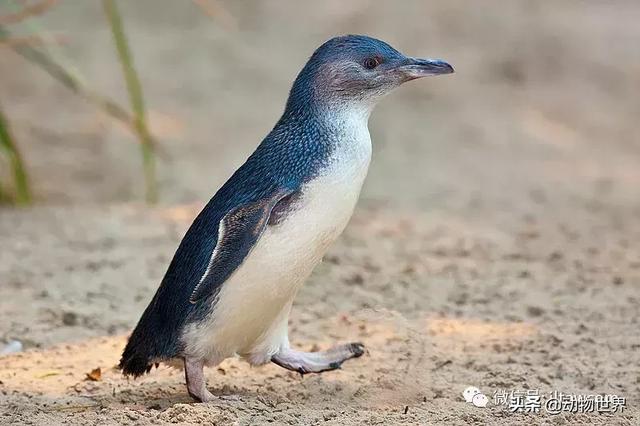 企鹅都有哪几种分别生活在哪里呢，企鹅都有哪些（详解世界上的18种企鹅<一>）