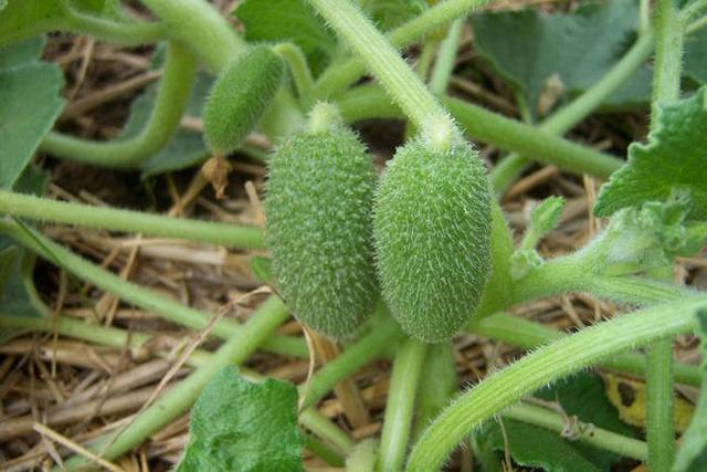 巨型猪笼草的简介，巨型猪笼草的简介和特点（世界上即神秘有神奇的植物）