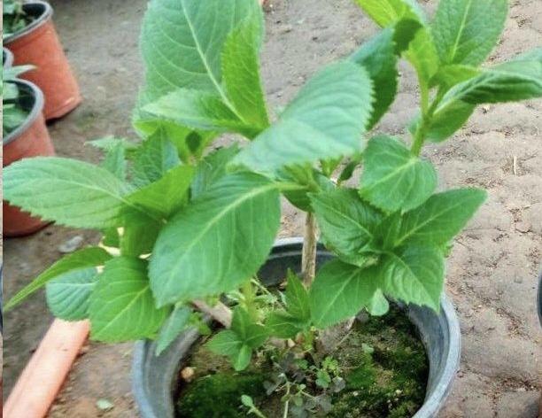 绣球花怎样种植，绣球花苗买回来怎么种植最好（还是太嫩了）