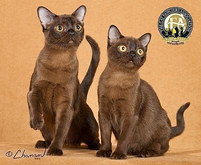 虎斑暹罗猫，银渐层、重点色、虎斑傻傻分不清（海豹虎斑暹罗猫）