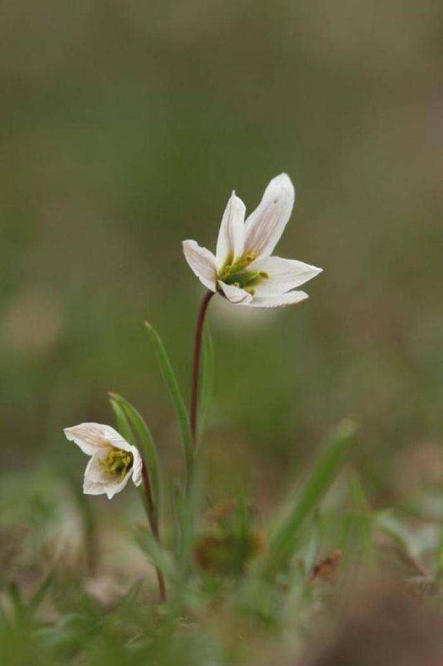 哪些人不能吃野葱，“老鸦瓣”认识的人不多
