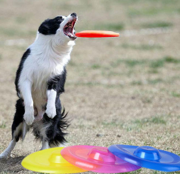边境牧羊犬智商，边境牧羊犬智商高吗（“智商界老大”边境牧羊犬）