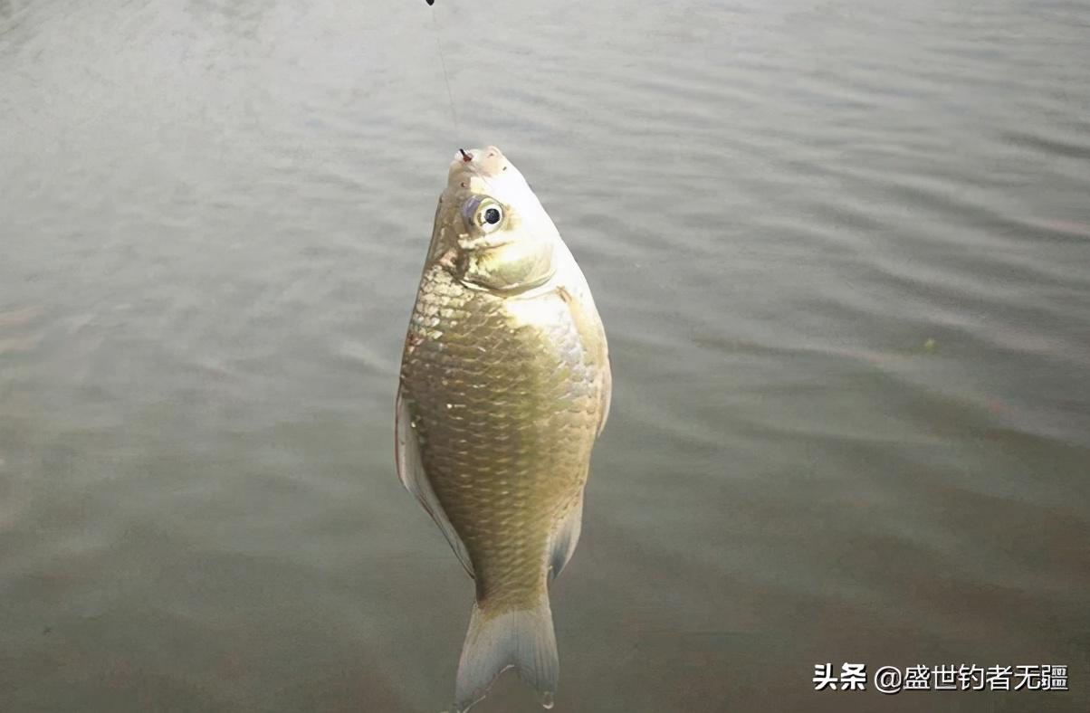 水库河流垂钓技巧全解析：选点、打窝、用饵实战指南，助你轻松爆护！