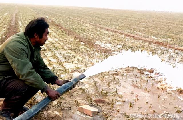 大蒜怎么种，大蒜怎么种蒜苗（大蒜种植时间和方法）
