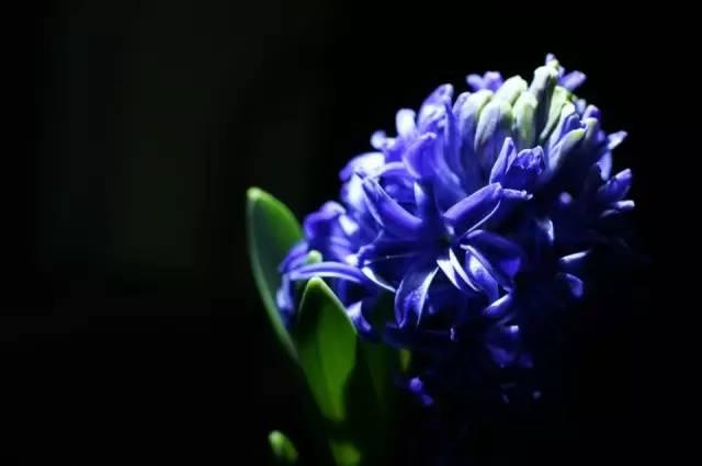 各种花的花语，各种花的花语爱情（史上最全花语大全）