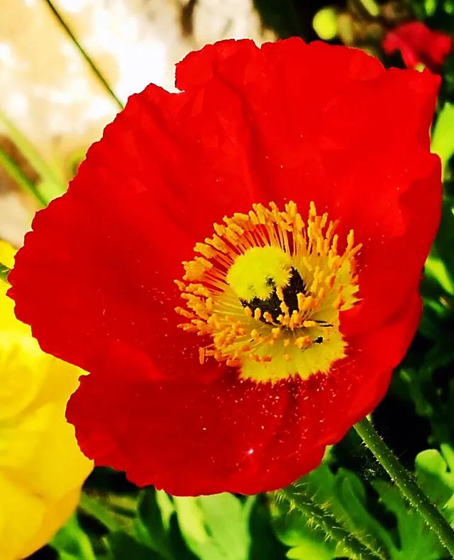 因素花（罂粟花栽培，种植罂粟花是什么行为（浪漫山野的野罂粟花）