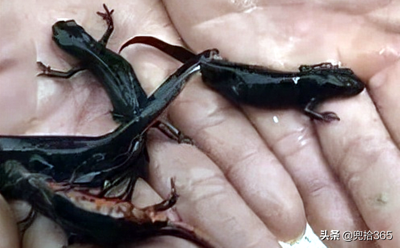 和大鲵非常地相似,简直就是迷你版的娃娃鱼,专家看过之后,却让他赶紧