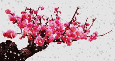 咏梅的古诗,写梅花的诗词名句(建议孩子们寒假晨读晚诵的30首咏梅诗词) 咏梅的古诗,写梅花的诗词名句(建议孩子们寒假晨读晚诵的30首咏梅诗词)