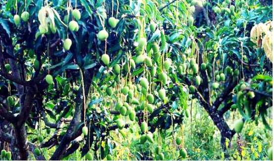 象牙芒果怎么样才是成熟，象牙芒果怎么看熟不熟（芒果保果拉长问题及解决方案）
