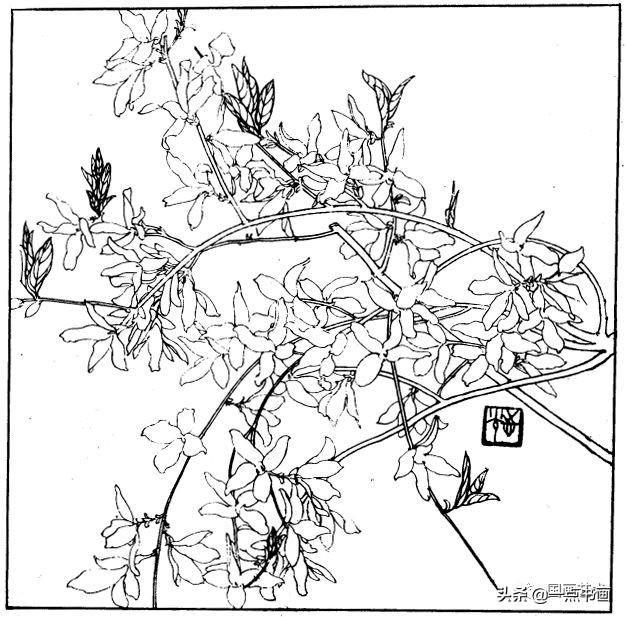 简笔画报花名：手绘铅笔画“白杜鹃花”画法，简笔画报花名（百花苑——白描百花分享<一>）