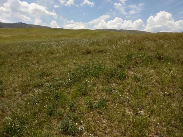 骑在羊背上的国家，为什么澳大利亚被称为骑在羊背上的国家（有1个被称为“骑在羊背上的国家”）