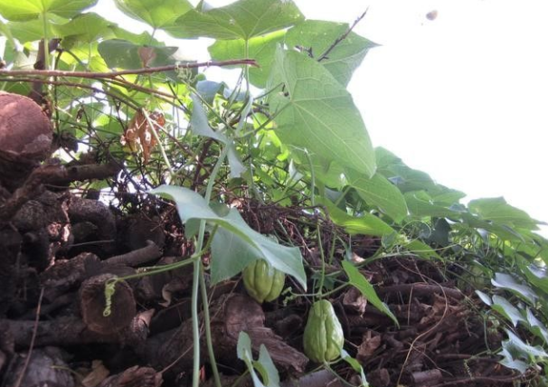 南瓜的品种常见的有几种，南瓜品种大全图片及名称（农村人最爱种植的20种“瓜”）