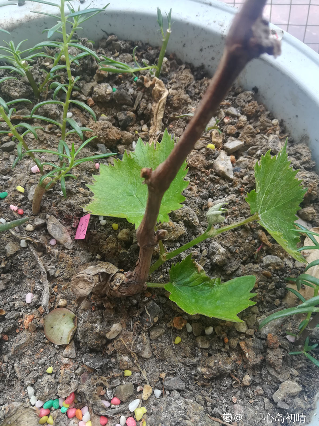 葡萄的种植方法和技术，巨峰葡萄种植技术及种植注意事项（葡萄不爬藤也能长）