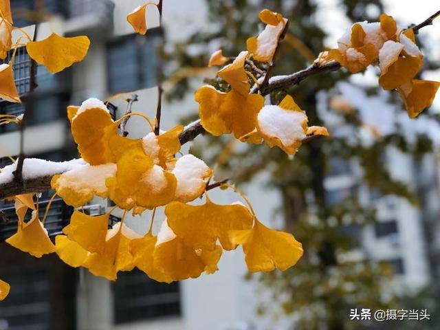 情侣唯美雪景图片，情侣唯美雪景图片真实（冬日初雪印象：一半冬雪）