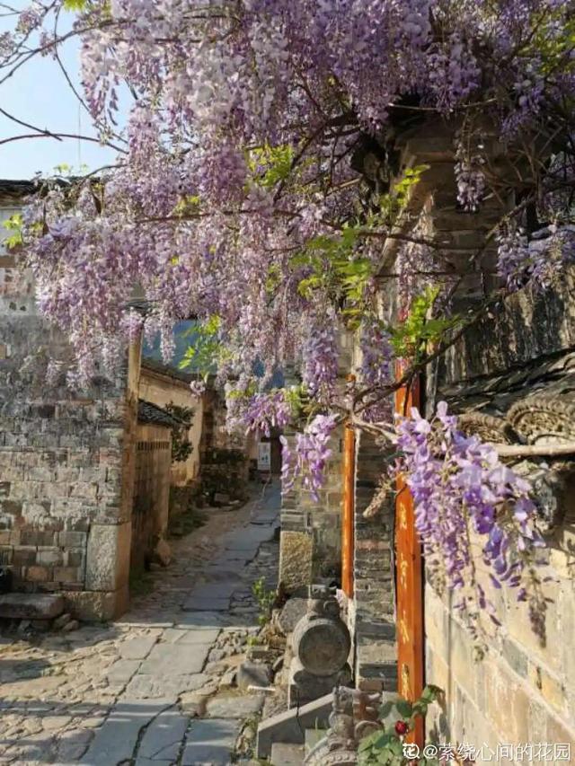 一梦两三年一花一世界网名，一梦两三年一花一世界微信昵称（千年的紫藤树···5种花越老越值钱）