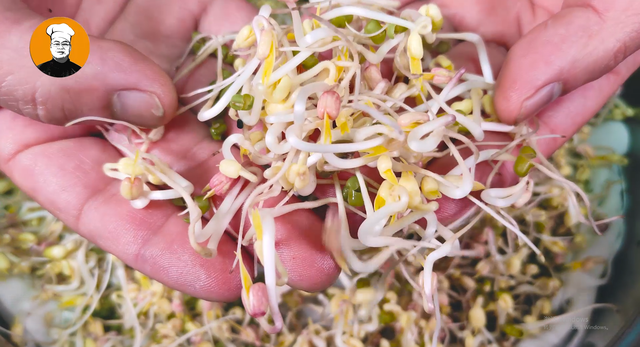 绿豆芽的生长过程，绿豆芽生长过程解说（还是老方法靠谱）