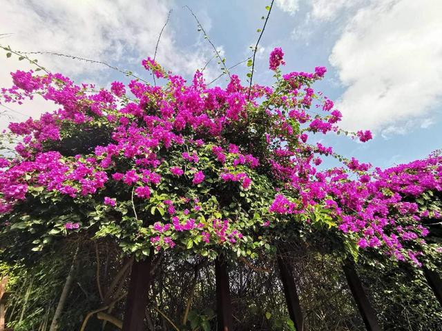 适合阳台养殖的藤本花卉，阳台可以养藤本吗（这4种藤本花放阳台）