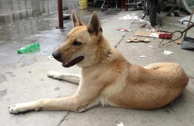 四大仙是什么动物，东北四大仙是什么动物（有什么办法对付它们呢）