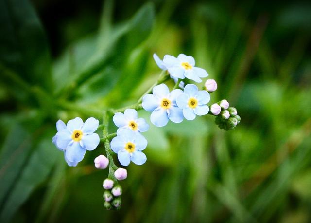 花是什麼,雙魚座的幸運花,雙魚座的幸運花是什麼花,雙子座女生專屬花