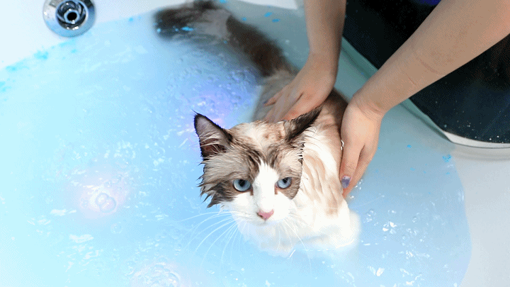 宠物美容,许昌居然有人开了家"宠物美容院"一站式寄养还能给宠物做spa