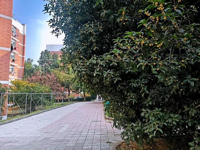 安徽三联学院地址，安徽三联学院怎么样好不好全国排名第几（<三十三>安徽三联学院）