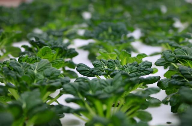 成语繁星满天的意思，成语繁星满天的意思是（俗话说：“不怕冬日三连阴）