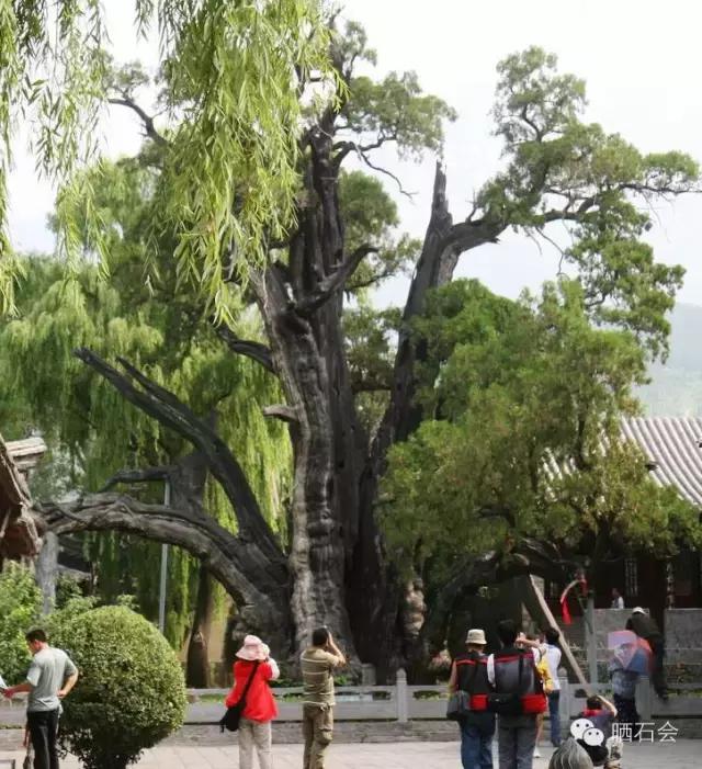 中国十大稀有珍贵名木，中国十大珍贵树种有哪些（中国十大千年古树欣赏）